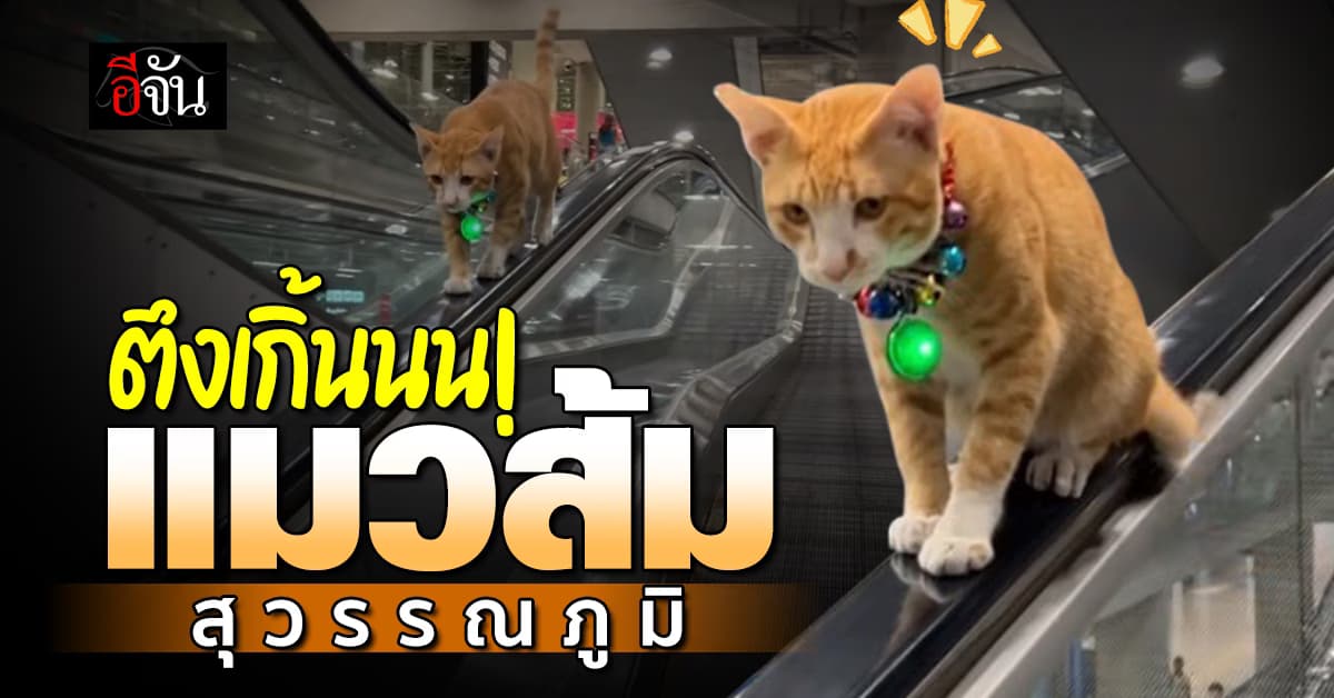 แมวส้มตัวตึง! นั่งราวบันไดเลื่อน ขวัญใจสนามบินสุวรรณภูมิ