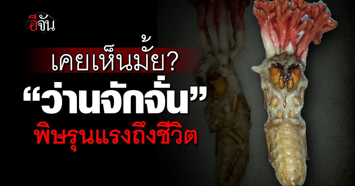 เคยเห็นมั้ย? “ว่านจักจั่น” ที่ไม่ใช่ว่าน ห้ามกินเด็ดขาด อาจถึงตาย