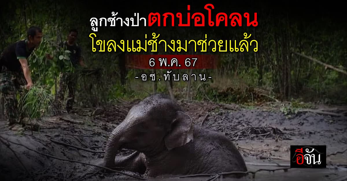 อช.ทับลาน เผย ลูกช้างป่า ตกบ่อโคลน โขลงมาช่วยขึ้นจากบ่อแล้ว