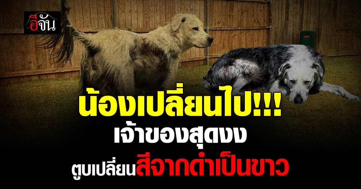 เจ้าของสุดงง ตูบเปลี่ยนสีจากดำเป็นขาว สาเหตุเกิดจากโรคที่พบได้ยาก 