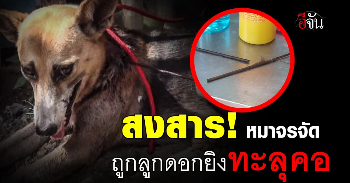 บีบหัวใจคนรักสัตว์! “ดุ๊กดิ๊ก” หมาจรจัด ถูกลูกดอกยิงปลายิงทะลุคอ