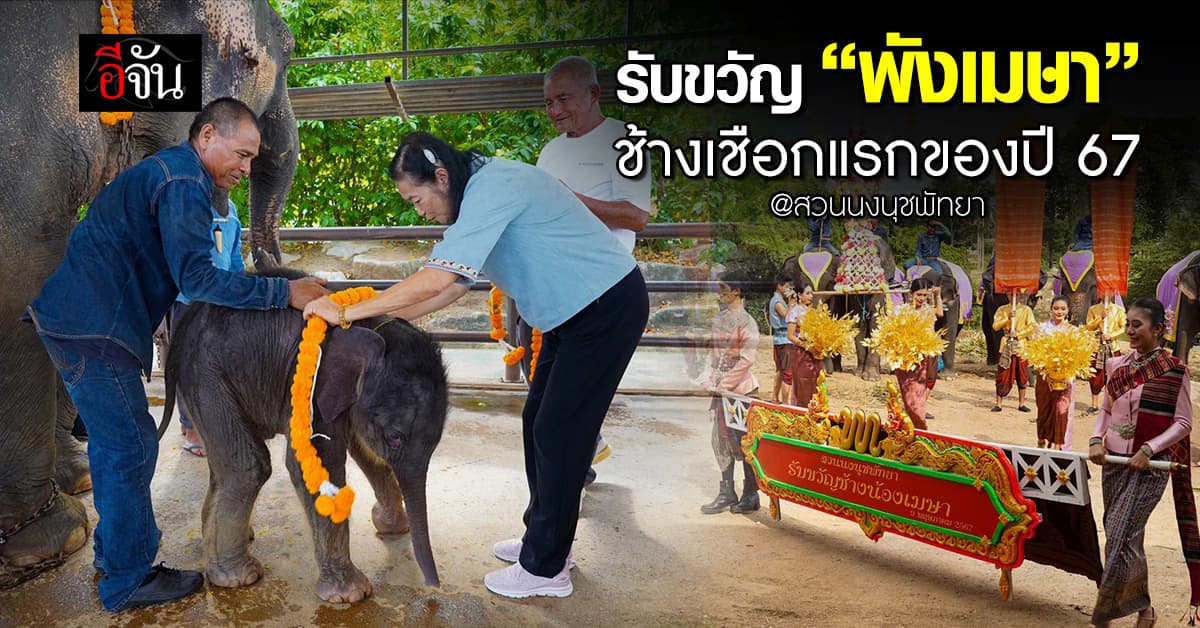 น่ารักน่าชัง! สวนนงนุชพัทยา รับขวัญ “พังเมษา” ลูกช้างเชือกแรกของปี 67