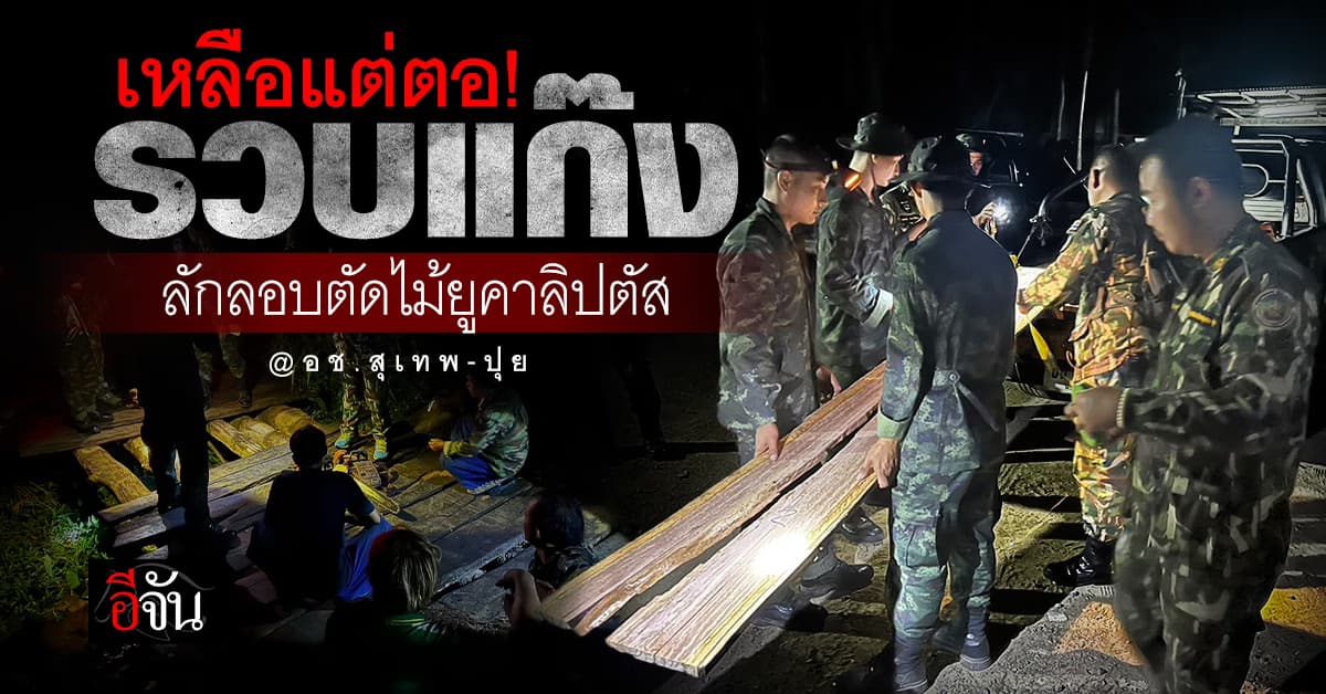 ชุดลาดตระเวน SMART Patrol รวบแก๊งลักลอบตัดไม้ยูคาลิปตัส คา อช.สุเทพ-ปุย