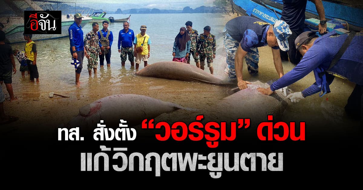วิกฤตพะยูนฝั่งอันดามัน ทส. สั่งเร่งหามือ “วอร์รูม” สู้ภัย
