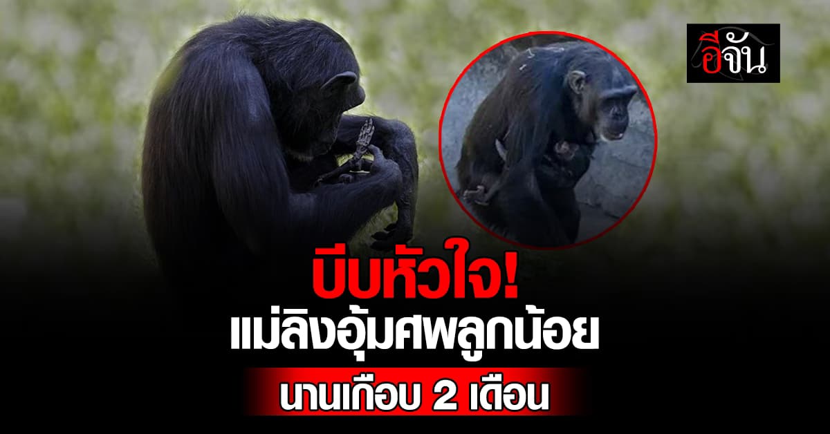 บีบหัวใจ! แม่ลิงชิมแปนซี อุ้มศพลูกน้อยไม่วาง นานเกือบ 2 เดือน 