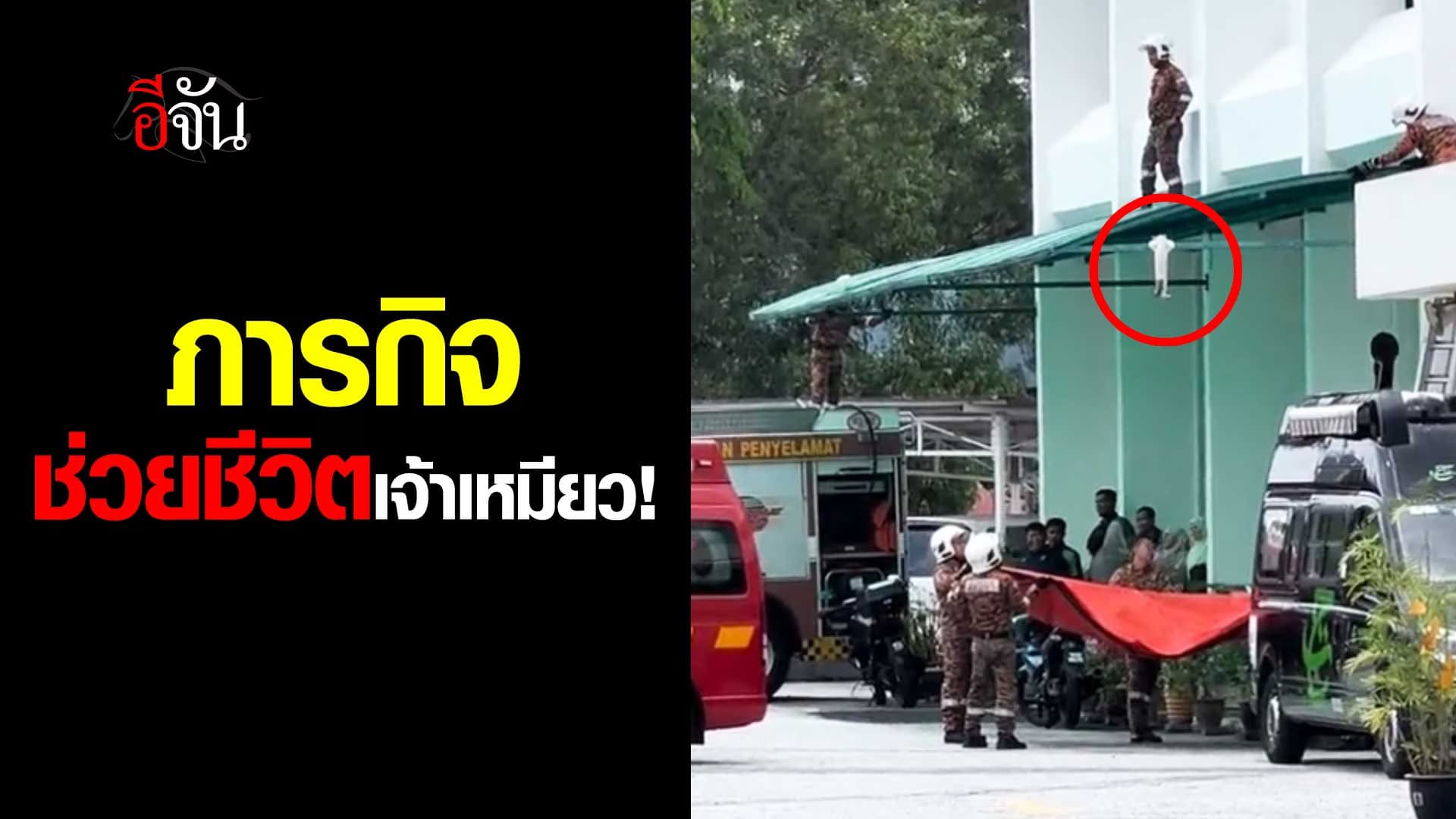 🎬 ภารกิจ ช่วยชีวิตแมว!