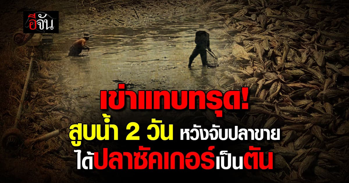 เข่าแทบทรุด! เจ้าของบ่อ สูบน้ำ 2 วัน หวังจับปลาขาย แต่ได้ปลาซัคเกอร์เป็นตัน