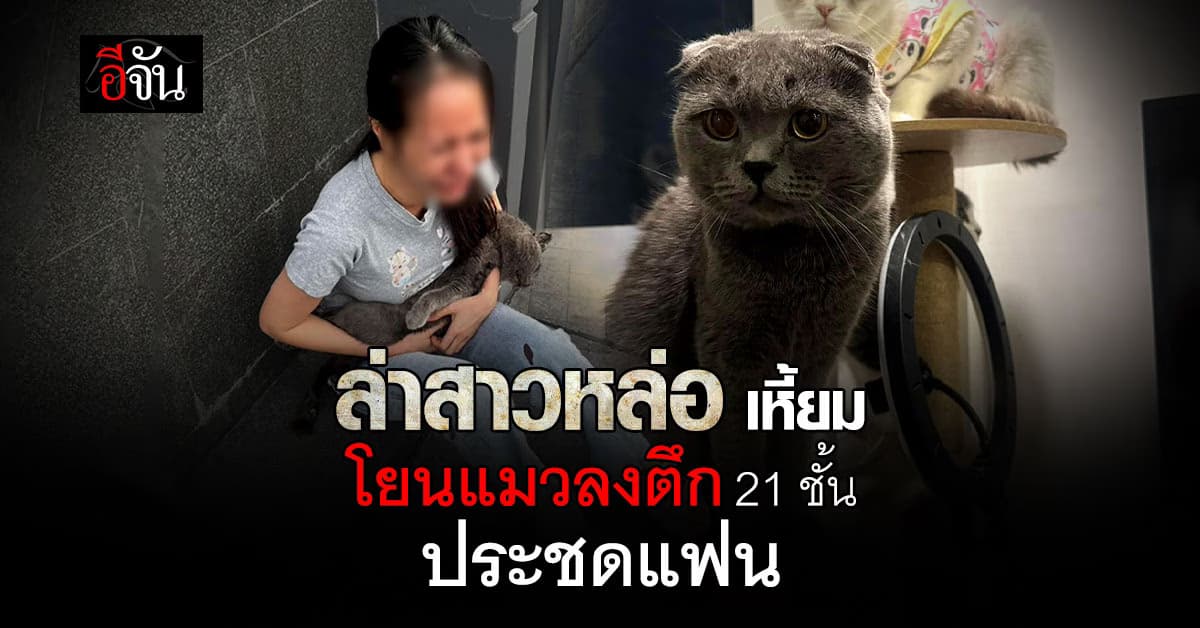 R.I.P. มินจู แมวหูพับ เหยื่ออารมณ์มนุษย์ ถูกพรากชีวิตสุดอนาถ