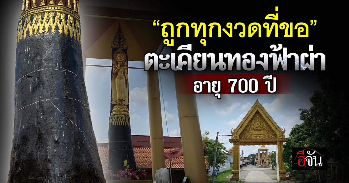 พิกัดมู ตะเคียนทองฟ้าผ่า อายุ 700 ปี วัดป่ากล้วย เชียงราย