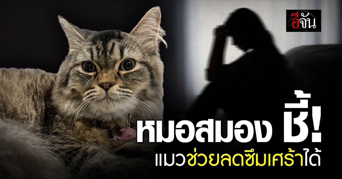 ทาสแมวว่าไง? หมอสมอง ชี้ เจ้าเหมียวช่วยลดโรคซึมเศร้าได้