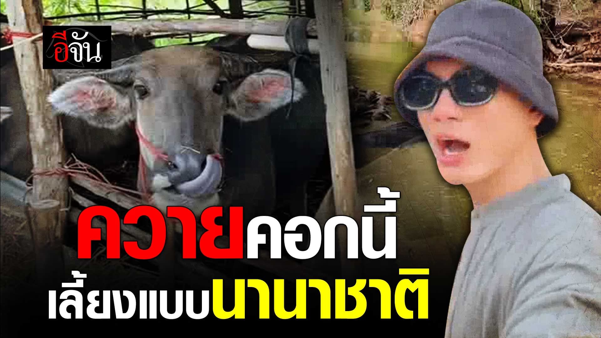 🎬 ควายคอกนี้ เลี้ยงแบบนานาชาติ