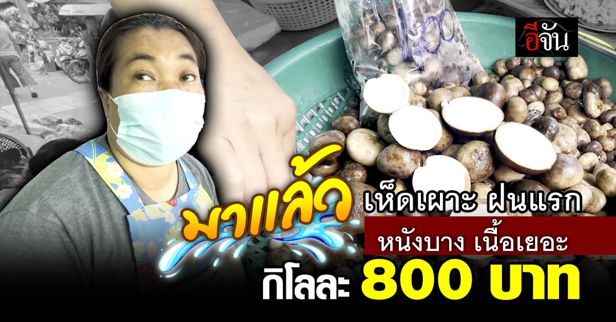 ตาลุกวาว เห็ดเผาะ ฝนแรก กก.ละ 800 บาท