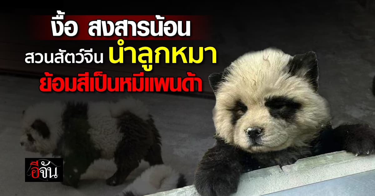 วิจารณ์สนั่น! ทั้งสงสารและเอ็นดู สวนสัตว์จีน นำ “ลูกหมา” ย้อมสีเป็นหมีแพนด้า 
