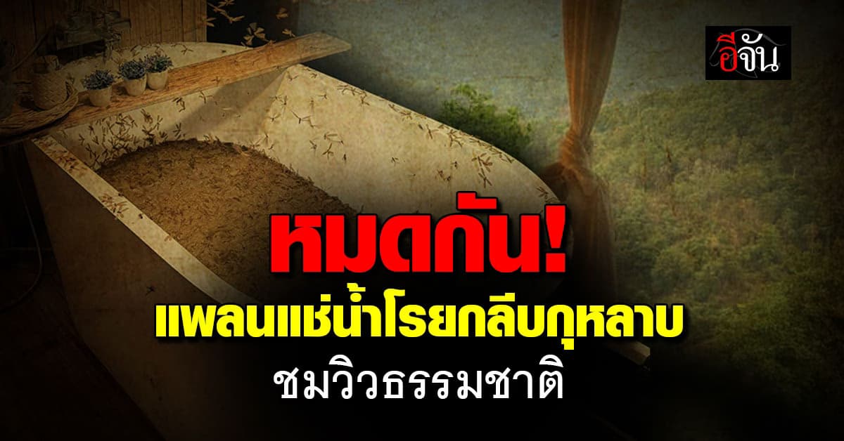 สุดท้อ! หนุ่มแชร์ประสบการณ์ ถูกแมลงเม่ายึดอ่างอาบน้ำ 