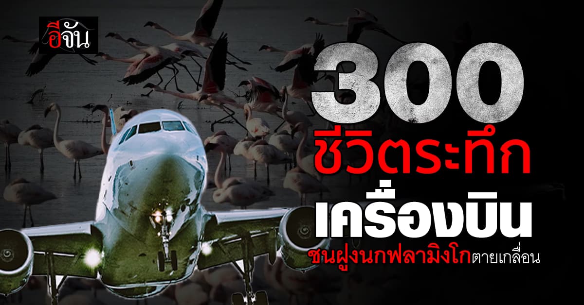 ระทึก เครื่องบินชนฝูงนกฟลามิงโกตายเกลื่อน ขณะลงจอดสนามบินมุมไบ  