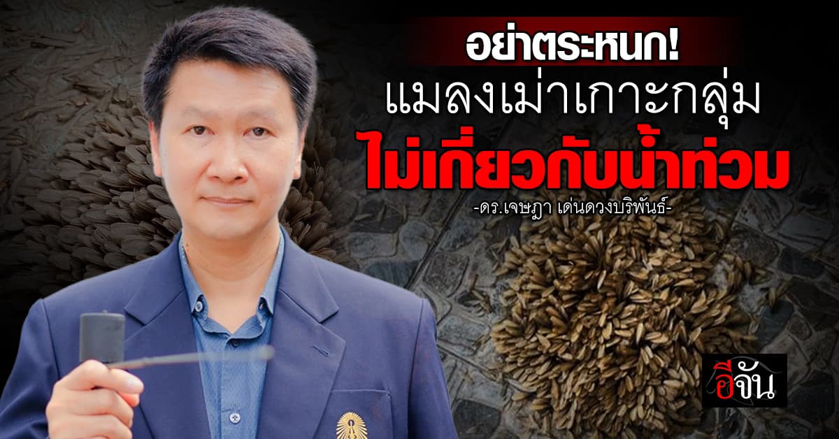 อย่าตระหนก! อ.เจษฎ์ ชี้ แมลงเม่าเกาะกลุ่ม ไม่เกี่ยวกับน้ำท่วม 