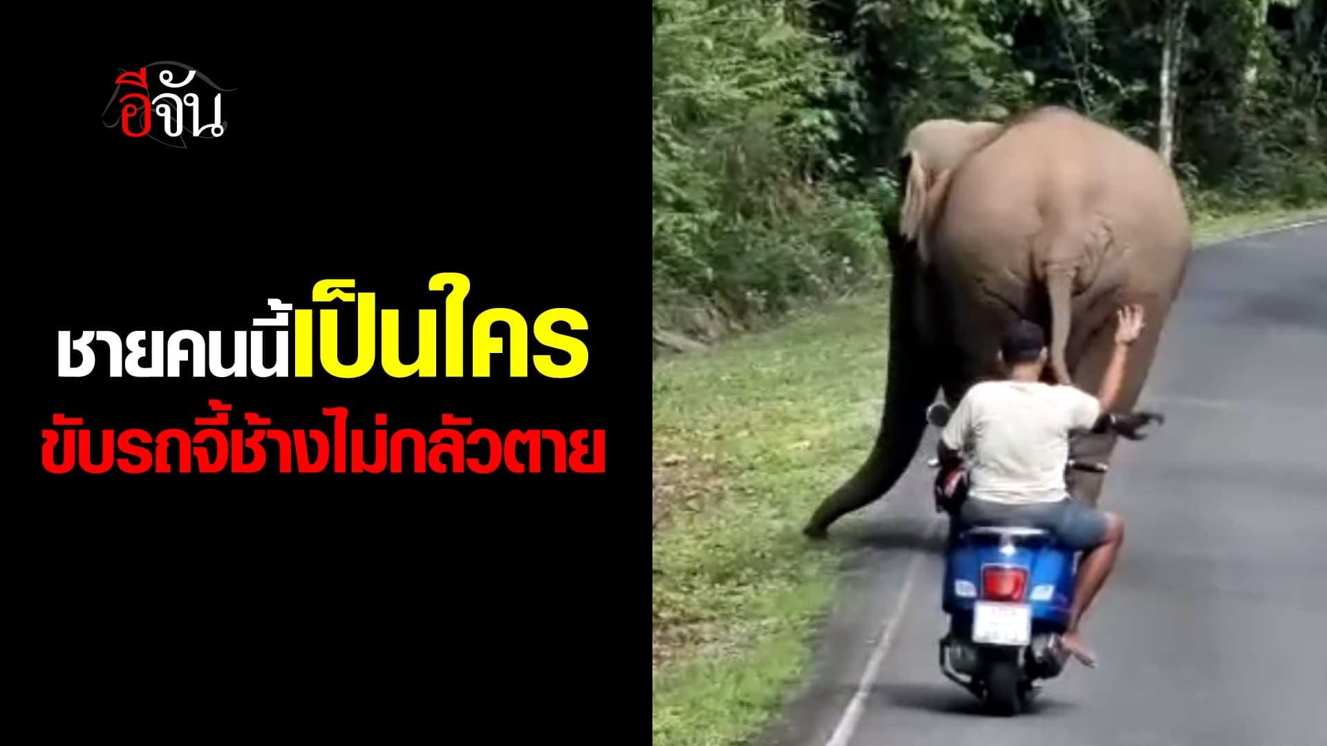 🎬 เหตุเกิดที่เขาใหญ่ ชายคนนี้คือใคร ขับรถจี้ช้างเเบบไม่กลัวตาย