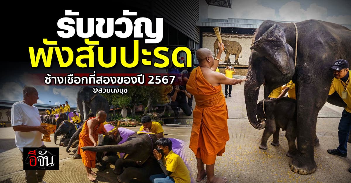 สวนนงนุชพัทยา จัดพิธีรับขวัญ พังสับปะรด น้องช้างเชือกที่สองของปี 2567  