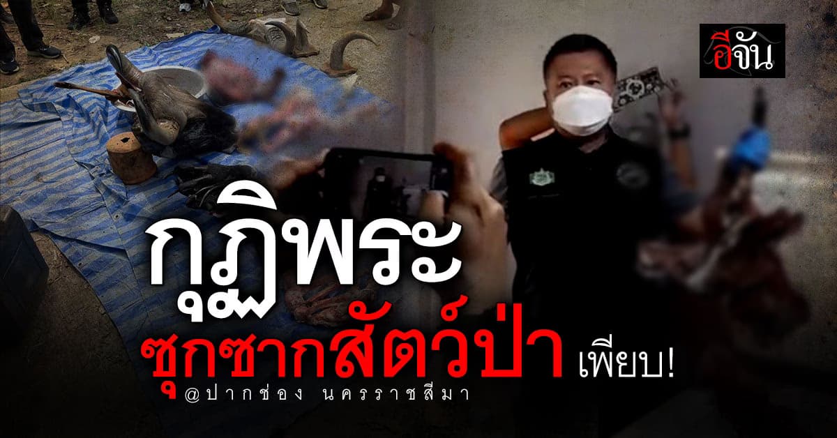 พญาเสือ บุกค้นกุฏิพระ เจอซุกซากสัตว์ป่าสงวนเพียบ! คาด ลักลอบล่ามาจากเขาใหญ่