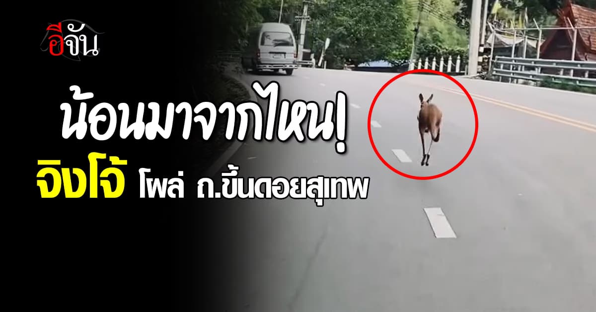 น้องมายังไง จิงโจ้ โผล่กระโดดเหยงๆ ถนนขึ้นดอยสุเทพ