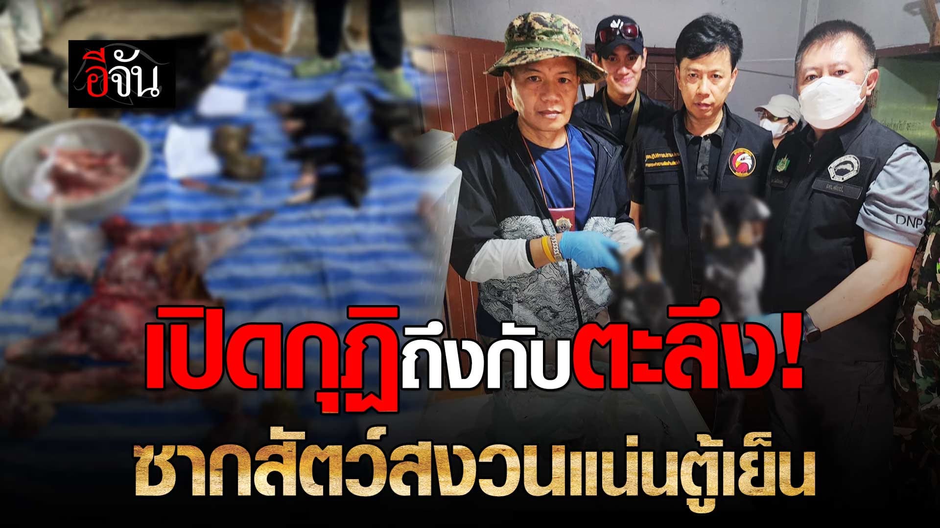 🎬 พญาเสือ บุกค้นกุฏิพระ เจอซุกซากสัตว์ป่าสงวนเพียบ!