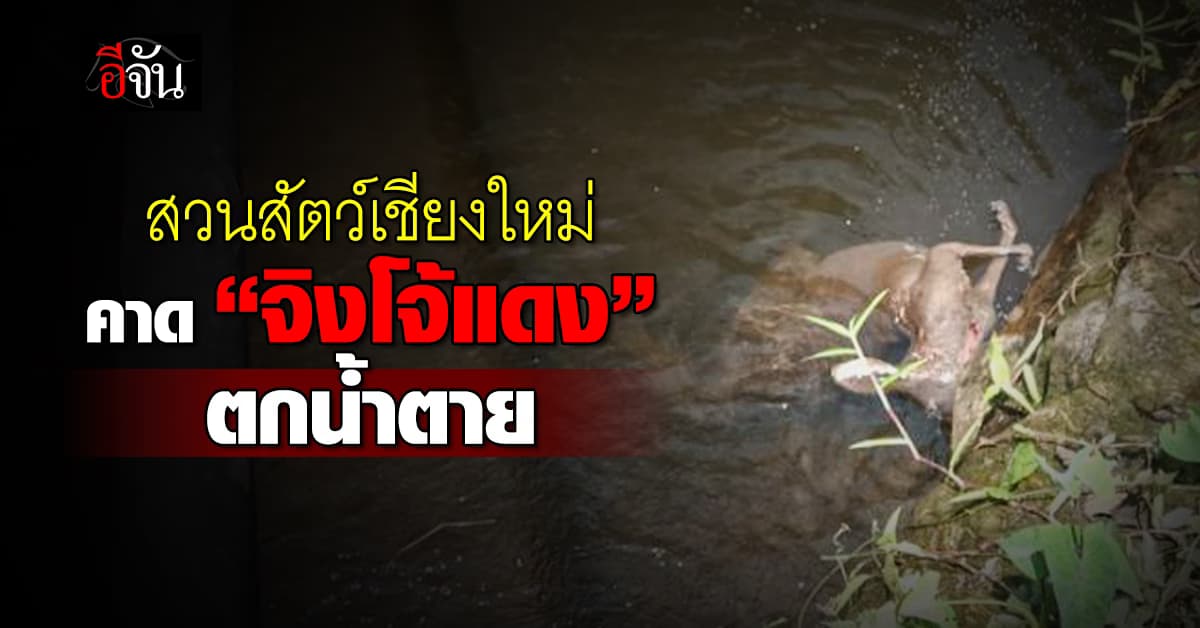 สวนสัตว์เชียงใหม่ คาด! “จิงโจ้แดง” ตายแล้ว คาดเกิดจากการตกน้ำ