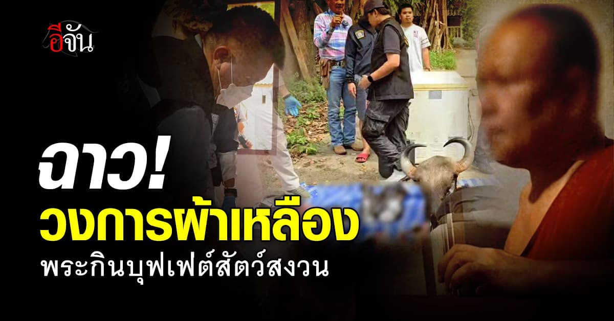 ฉาววงการผ้าเหลือง กินบุฟเฟ่ต์สัตว์สงวน ทำวัตรเย็นไม่ต้อง เเต่ข้าวเย็นต้องได้กิน