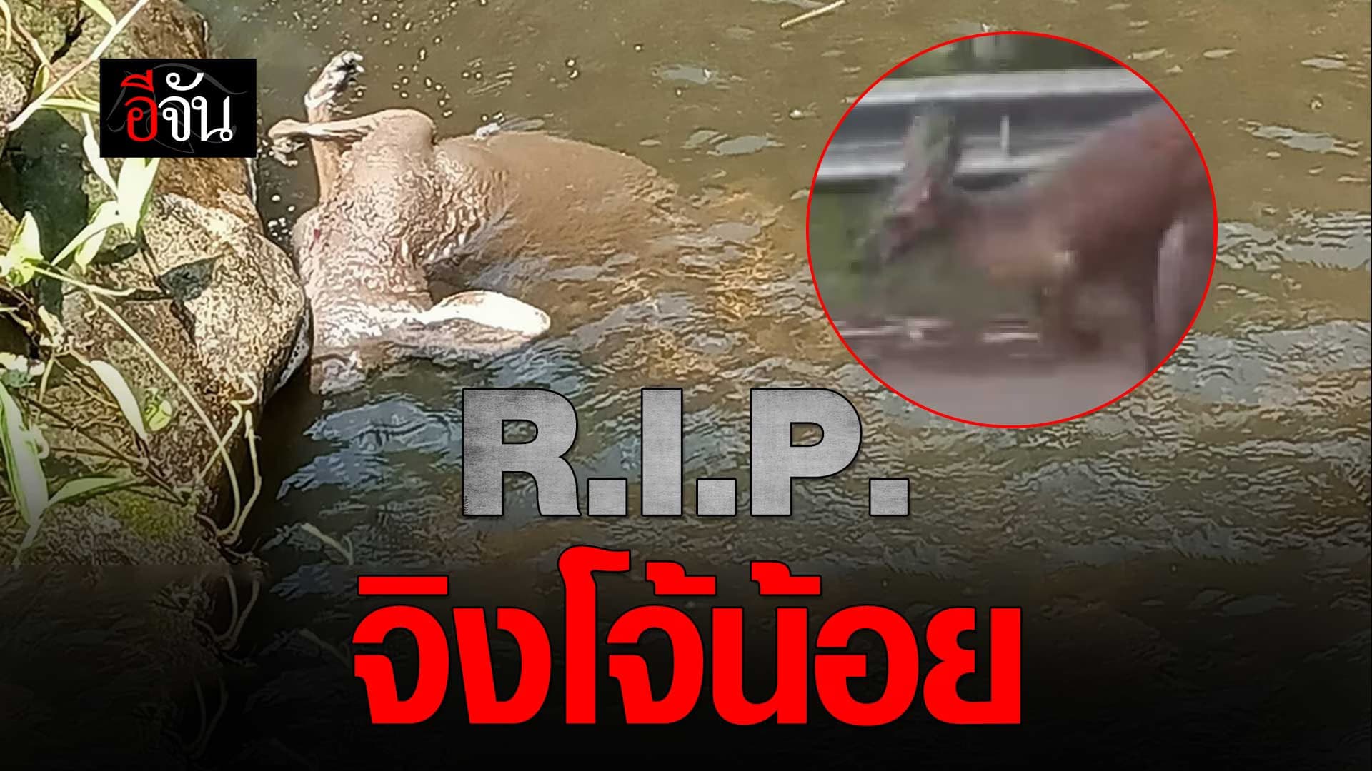 🎬 R.I.P. จิงโจ้แดง สวนสัตว์เชียงใหม่