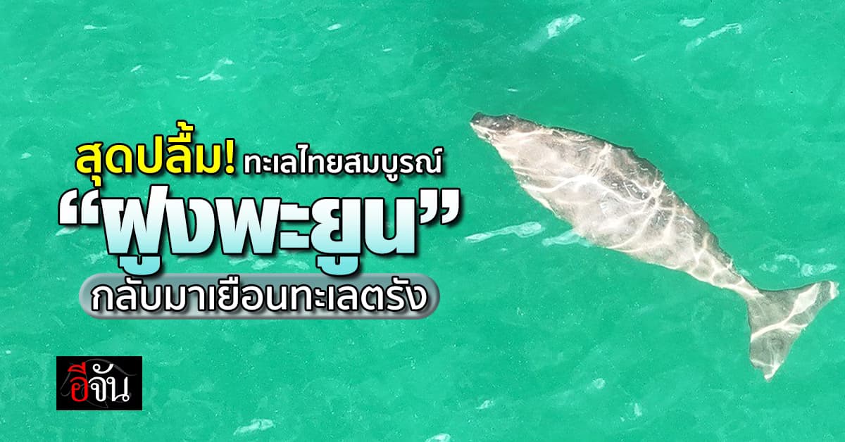 เห็นแล้วใจชื้น! “ฝูงพะยูน” กลับมาเยือนทะเลตรัง 
