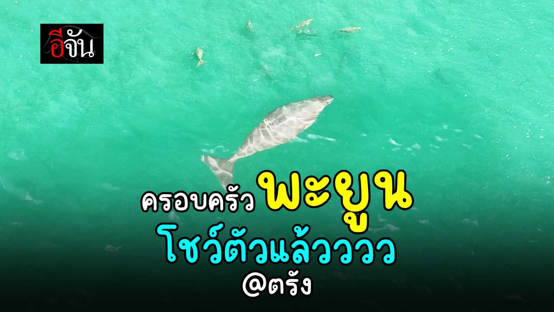 🎬 พะยูนกว่า 30 ตัว กลับทะเลตรังแล้ว!