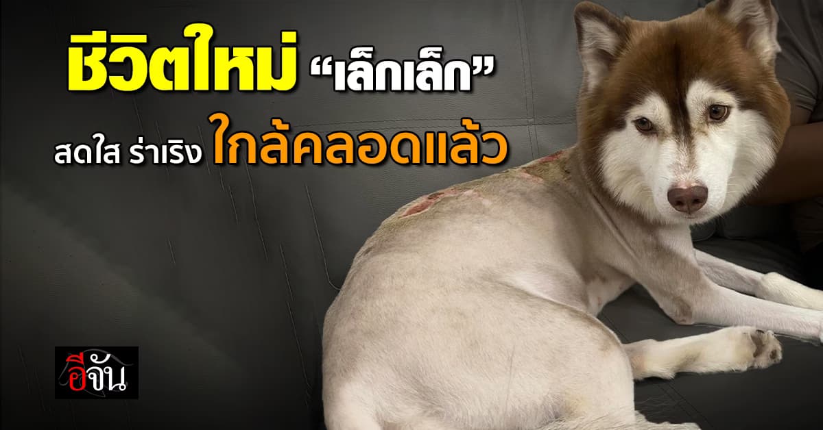 เปิดชีวิตใหม่ หมาไซบีเรียน ถูกน้ำร้อนราด สดใจ ร่าเริง ใกล้คลอดแล้ว