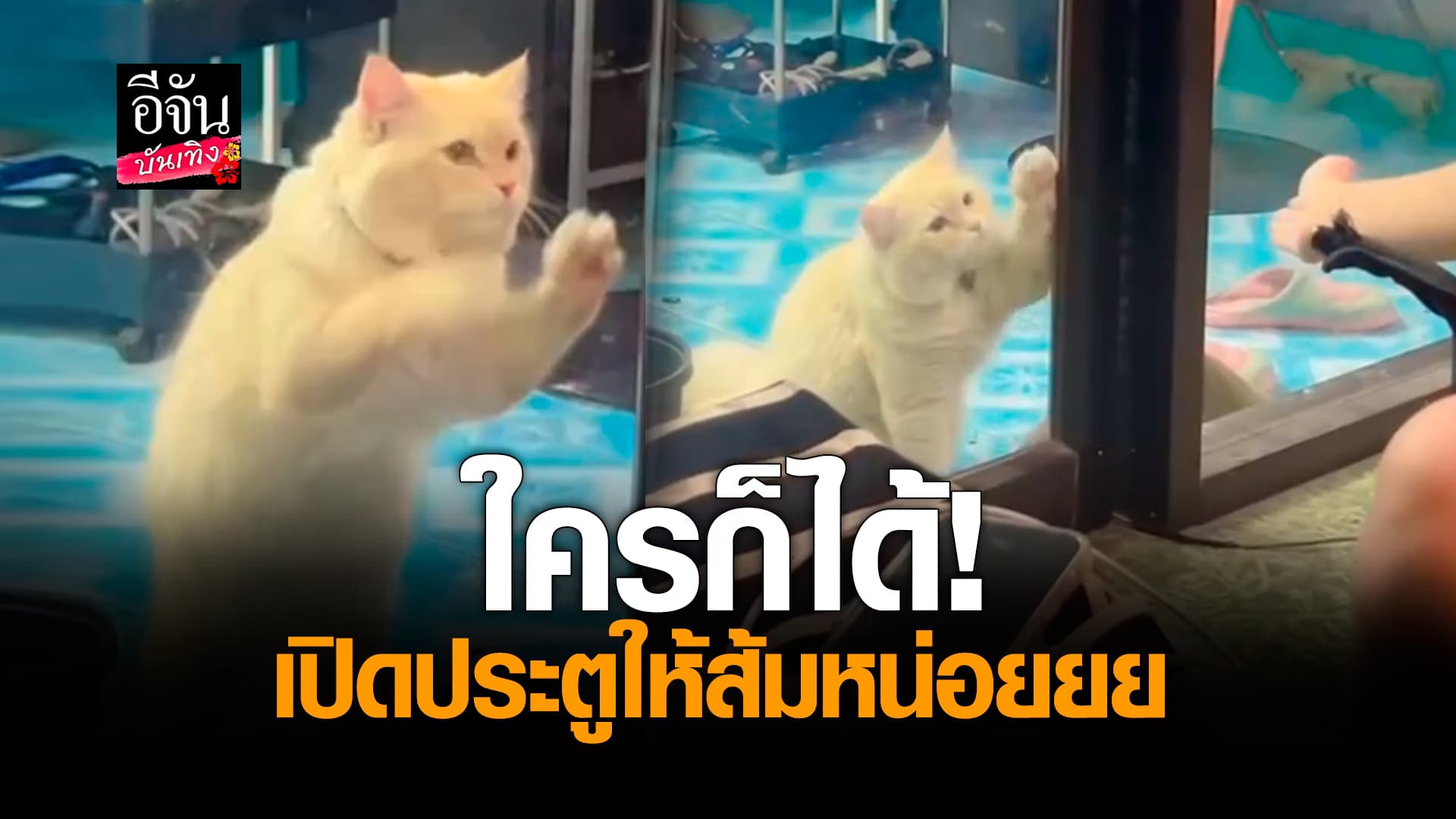 🎬คลิปบันเทิง : ด่วน! เหล่าทาสเร่งช่วยเหลือ แมวส้ม เปิดประตูออกจากบ้านเองไม่ได้ ทำเอาเอ็นดูทั้งโซเชียล