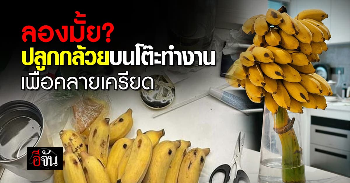 พี่จีนมาเหนือ! แห่ปลูกกล้วยบนโต๊ะทำงาน เพื่อคลายเครียด