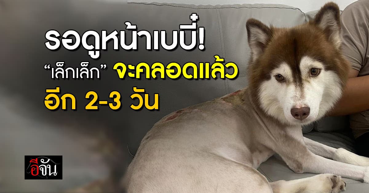 รอดูหน้าเบบี๋! “เล็กเล็ก” หมาไซบีเรียน ถูกน้ำร้อนราดจะคลอดในอีก 2-3 วัน