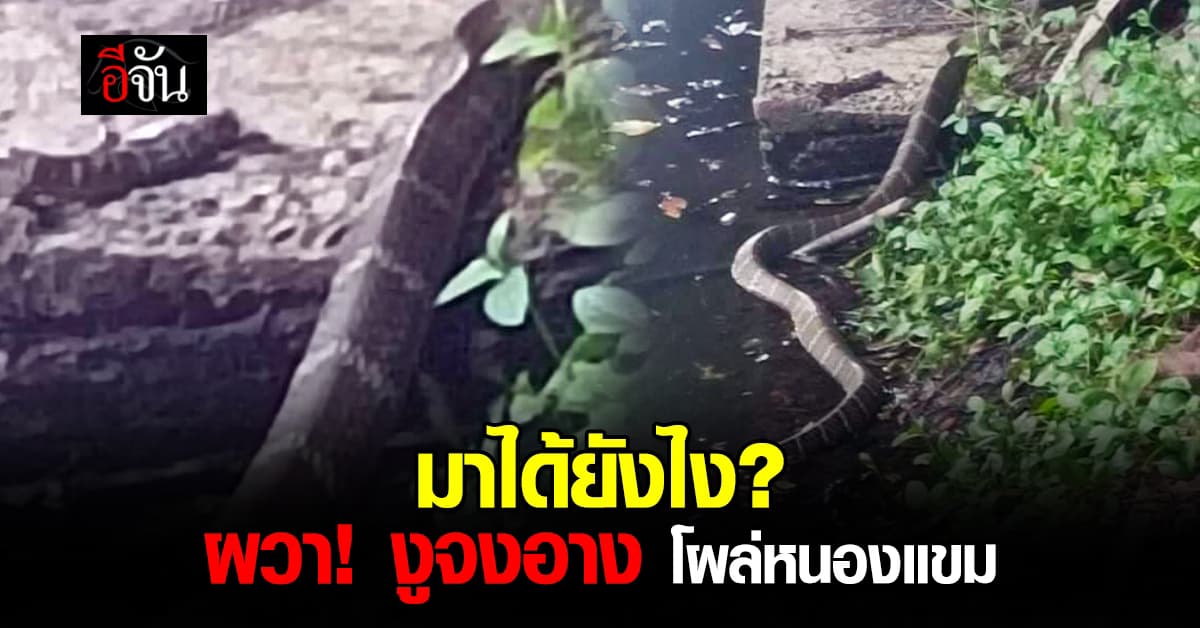 มาได้ยังไง? ชาวเน็ตผวา “งูจงอาง” โผล่หนองแขม กทม. 