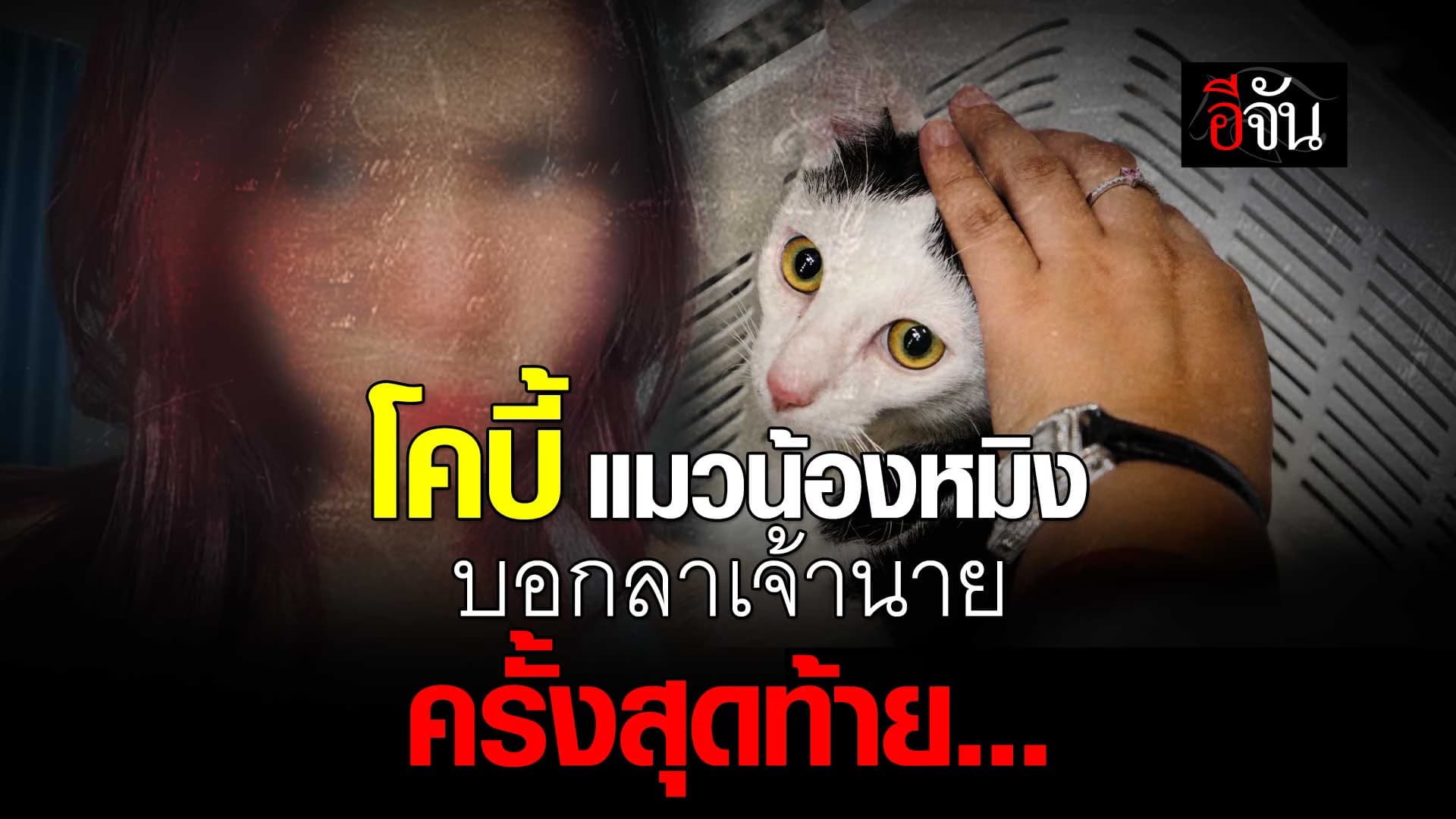 🎬 โคบี้ แมวน้องหมิง บอกลาเจ้านายครั้งสุดท้าย