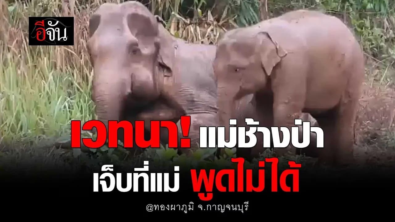 🎬 แม่ช้างป่า ปากบวม มีชีวิตเพื่อลูก แม้ร่างกายจะเจ็บ