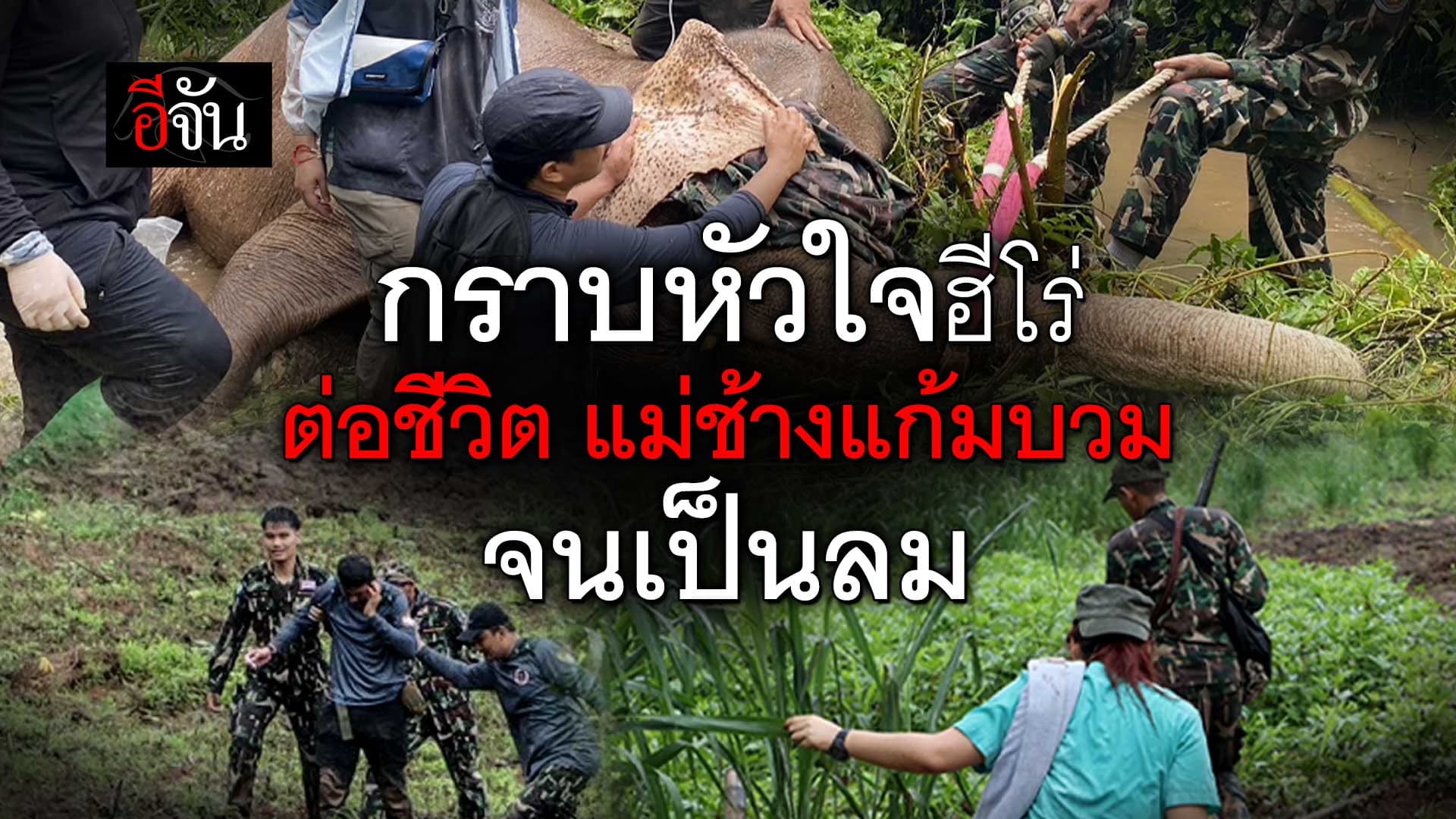 🎬 กราบหัวใจฮีโร่ ต่อชีวิต แม่ช้างป่า จนเป็นลม