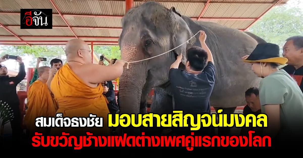 สมเด็จธงชัย มอบสายสิญจน์มงคล รับขวัญช้างแฝดต่างเพศคู่แรกของโลก