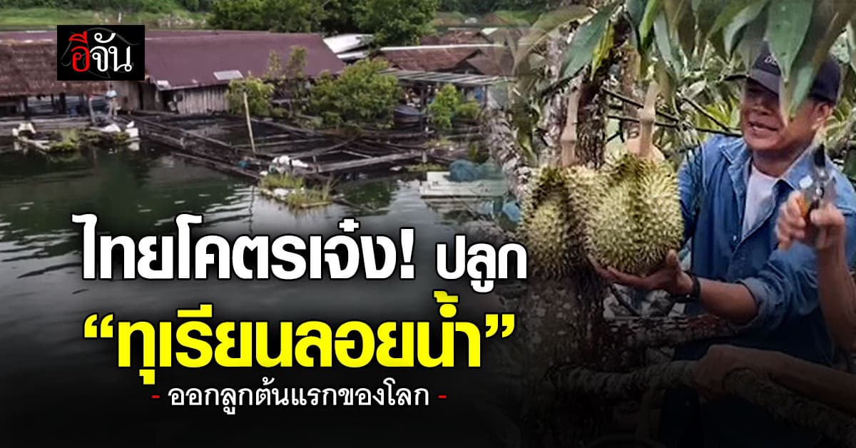 ปังไม่ไหว! ตาวัย 80 ปลูกทุเรียนลอยน้ำ ต้นแรกของโลก ที่ออกลูกสำเร็จ
