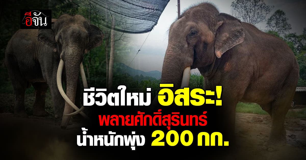 ชีวิตใหม่ พลายศักดิ์สุรินทร์ อยู่ไทยเกือบปี น้ำหนักพุ่ง 200 กก.
