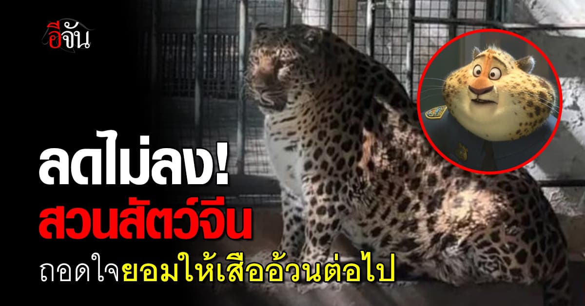 ลดไม่ลง! สวนสัตว์จีนถอดใจ ยอมให้เสืออ้วนต่อไป