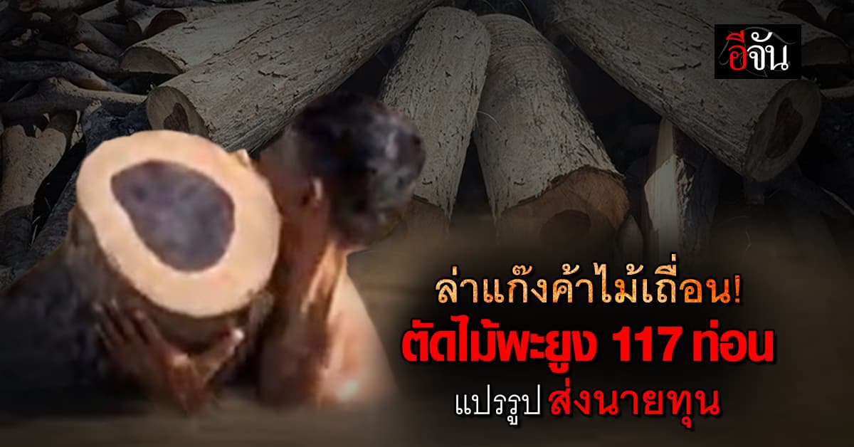 พญาเสือ ลากไส้! ขยายผล แก๊งค้าไม้เถื่อน ลอบตัดไม้พะยูง ส่งนายทุน