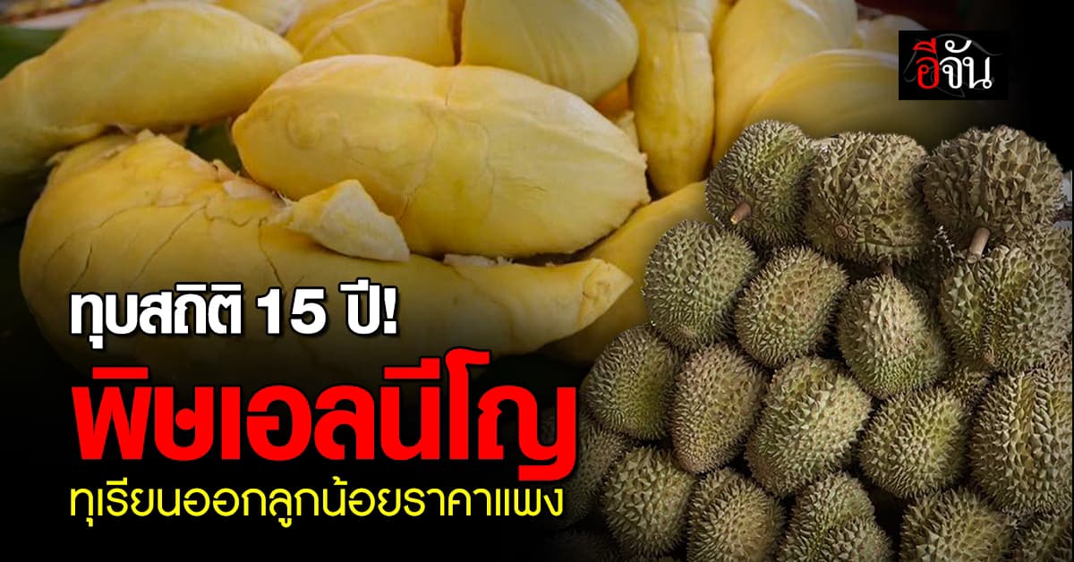 ทุบสถิติ 15 ปี! ศูนย์วิจัยกสิกรไทย ชี้ ผลผลิตทุเรียนตกต่ำ รับพิษเอลนีโญ