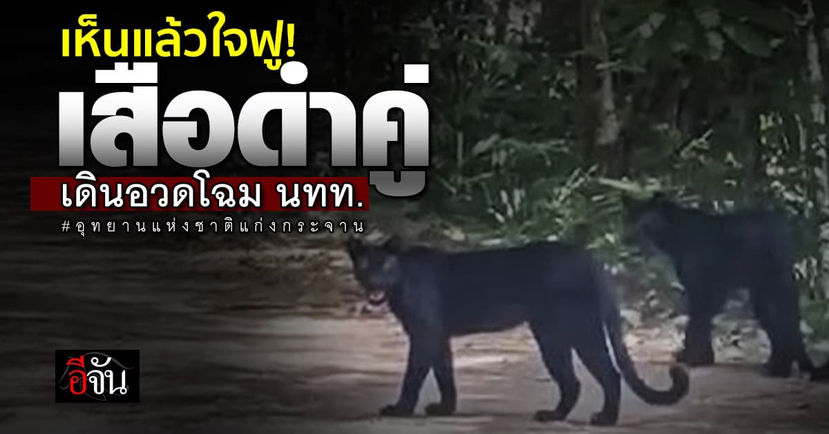 ใจฟูสุดๆ เสือดำ 2 ตัว เดินอวดโฉมนักท่องเที่ยว ป่าแก่งกระจาน