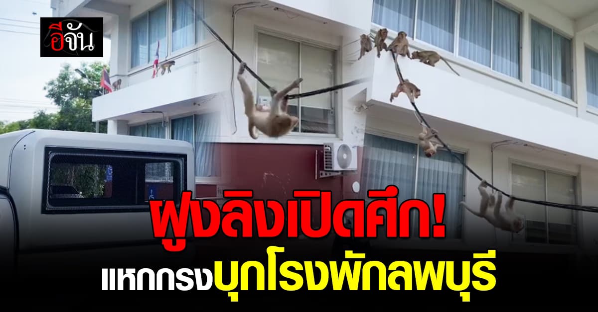 ลพบุรีวุ่น! ฝูงลิงแหกกรงบุกป่วนโรงพัก-บ้านคน วอน จนท เร่งจับด่วน