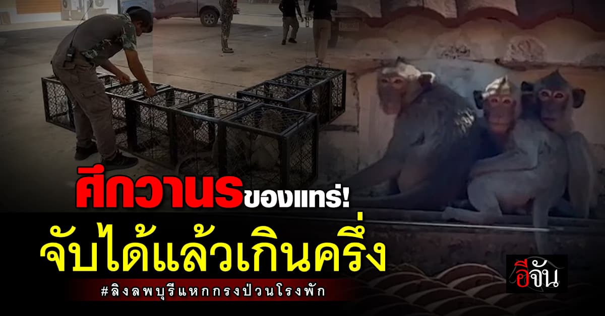 ศึกวานร! จนท.จับได้แล้วเกินครึ่ง “ลิงลพบุรี” แหกกรงบุกป่วนโรงพัก
