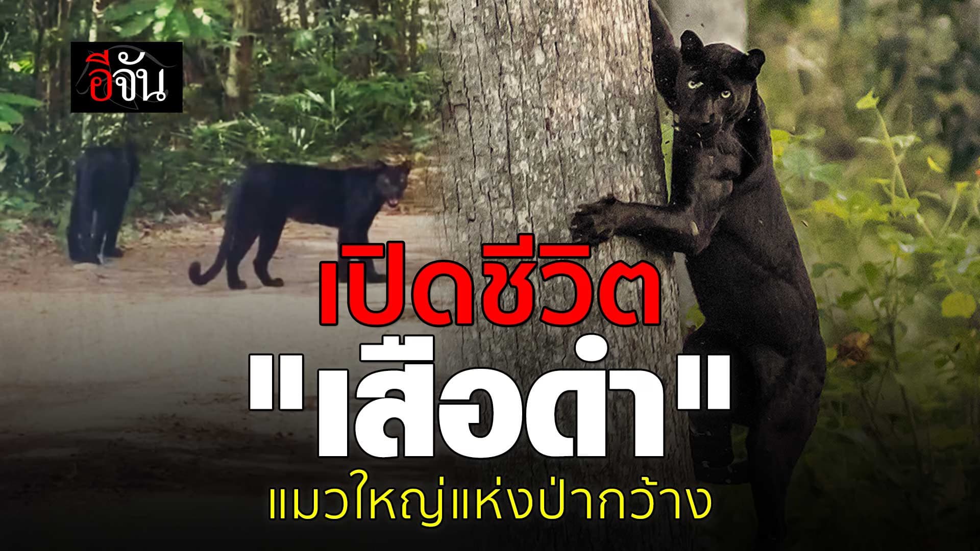 🎬 เปิดชีวิต “เสือดำ” แมวใหญ่ แห่งแก่งกระจาน