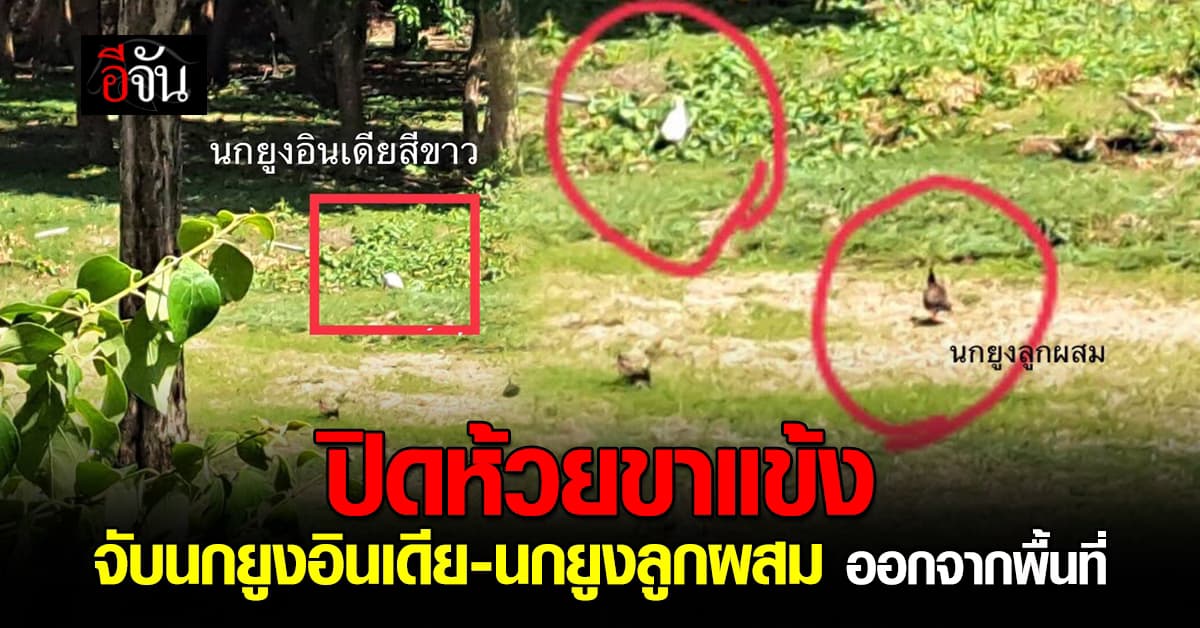 ปิด ขสป.ห้วยขาแข้ง ไม่มีกำหนด! หลังพบนกยูงอินเดีย-นกยูงลูกผสม มาหากิน