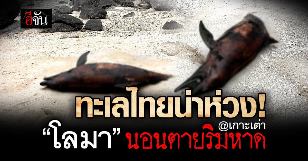 ทะเลไทยน่าห่วง! “โลมา” นอนตายริมหาดเกาะเต่า